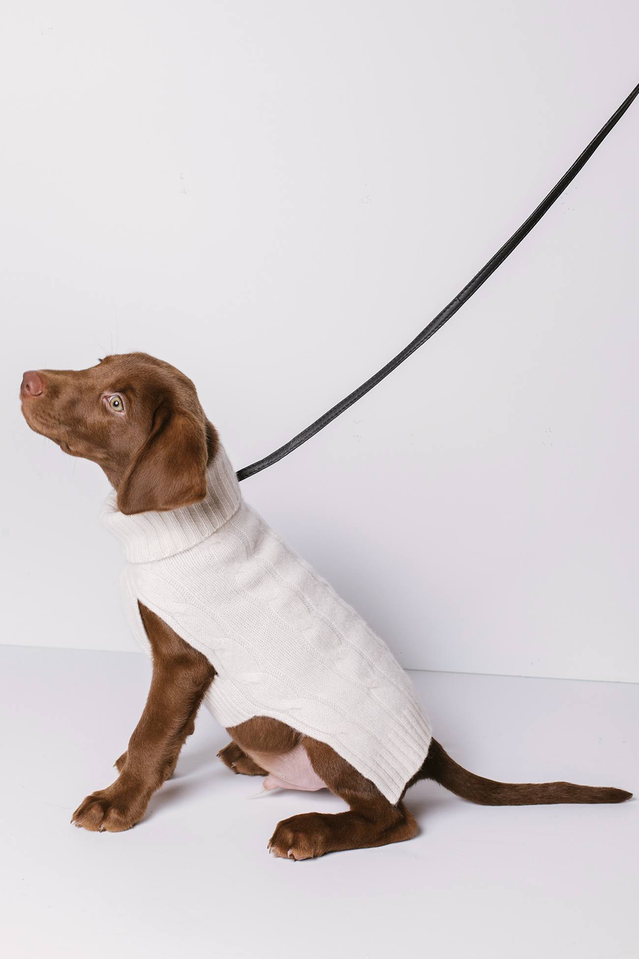 CABLE DOG SWEATER - Image 11