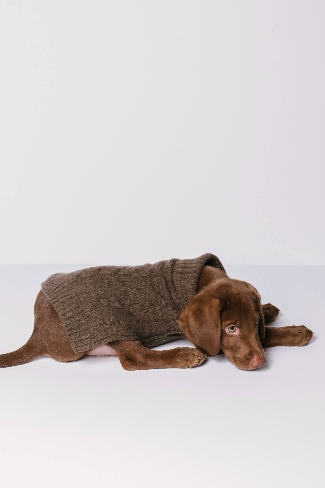 CABLE DOG SWEATER - Image 21