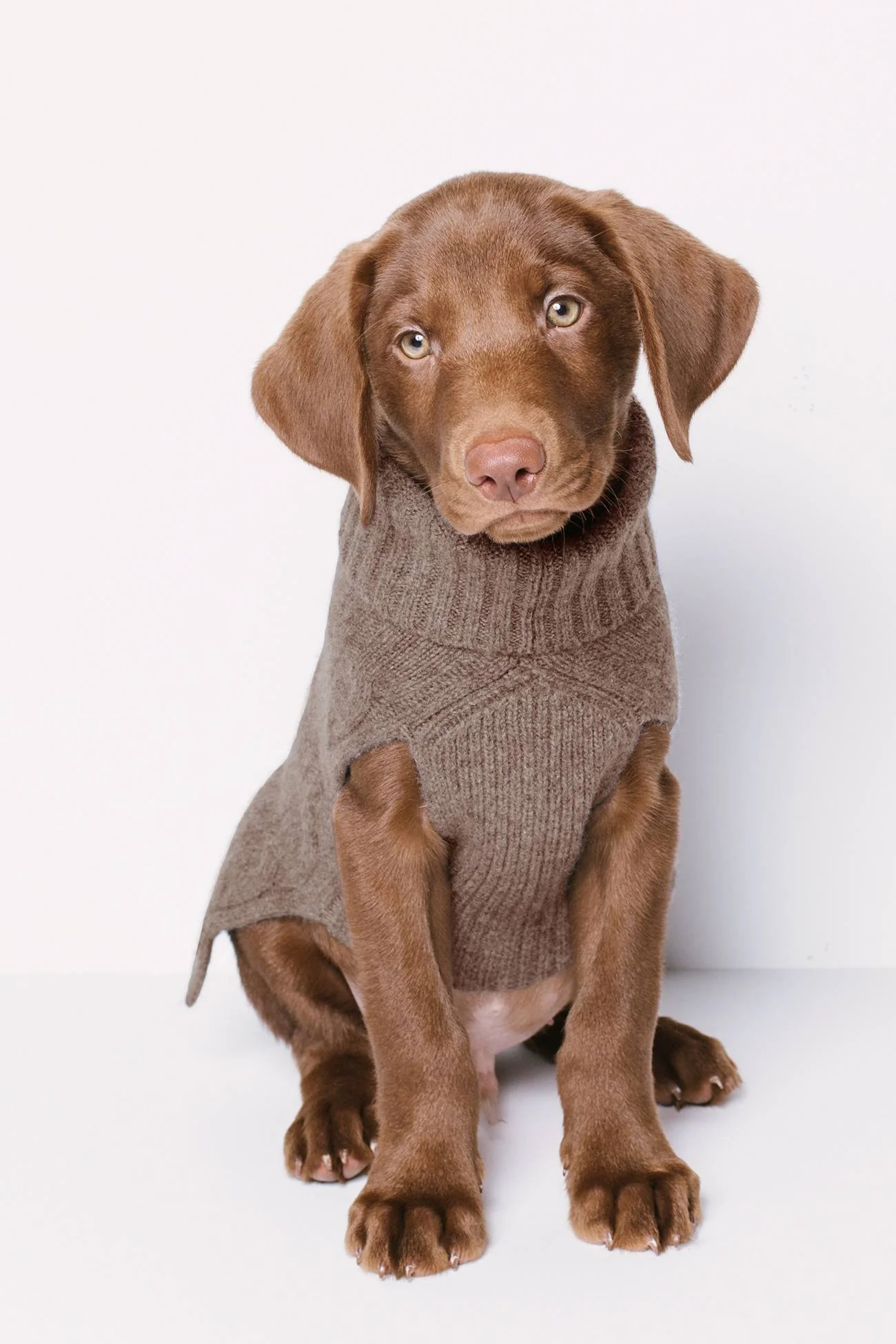 CABLE DOG SWEATER - Image 25