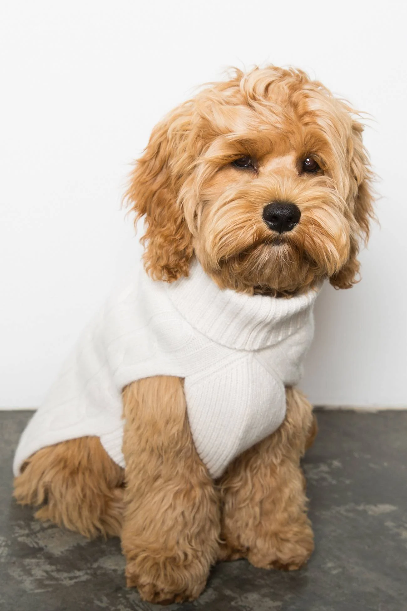 CABLE DOG SWEATER - Image 27