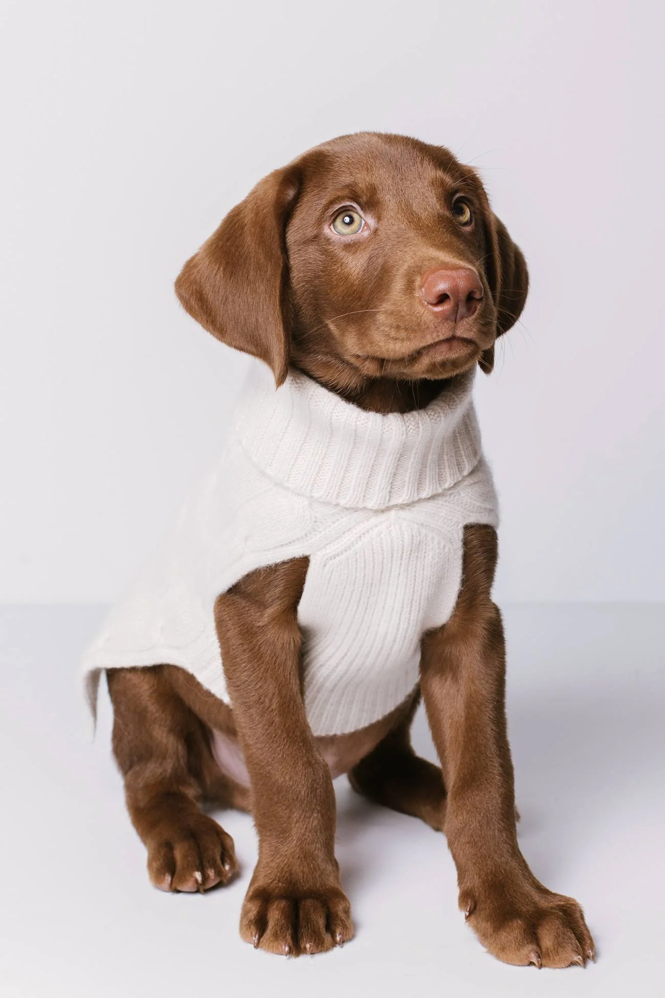 CABLE DOG SWEATER - Image 7