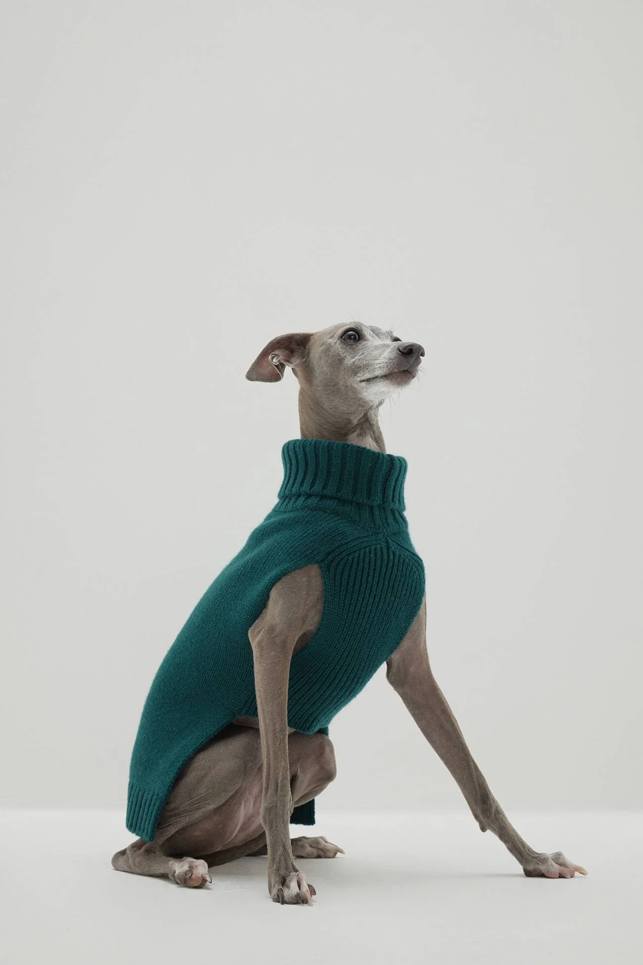 CASHMERE JERSEY DOG SWEATER - Image 3